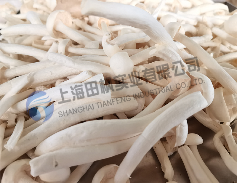 蘑菇凍干，果蔬真空冷凍干燥機(jī)應(yīng)用于蘑菇凍干