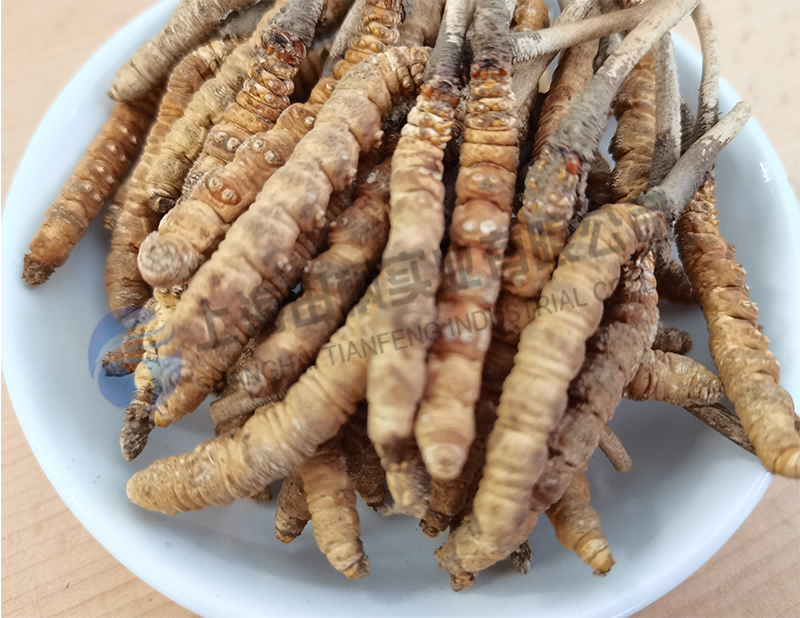 蟲草凍干，生物制藥真空冷凍干燥機應(yīng)用于蟲草凍干