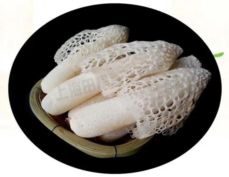 竹蓀凍干機(jī)：食品凍干機(jī)應(yīng)用于竹蓀凍干加工